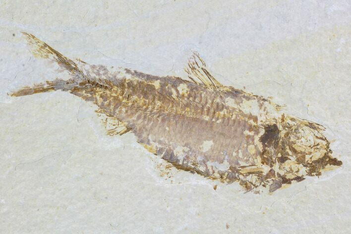 Detailed Fossil Fish (Knightia) - Wyoming #88571